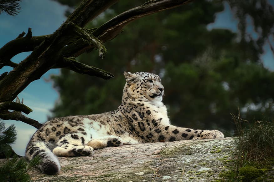 Leopard magab küngasel