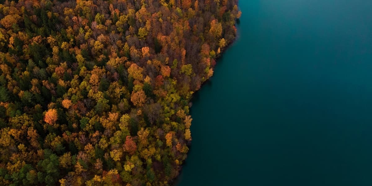 Baltics Forest