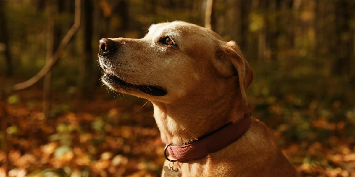 Camping in Europe - dog in the woods