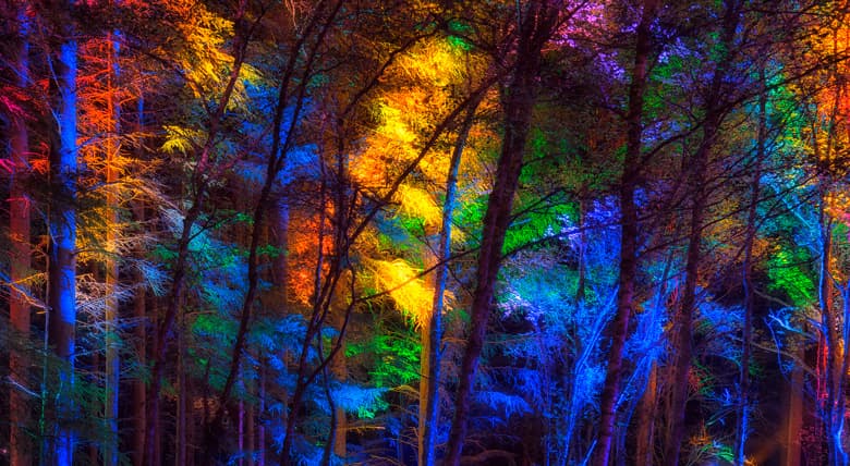 6.TheEnchantedForest