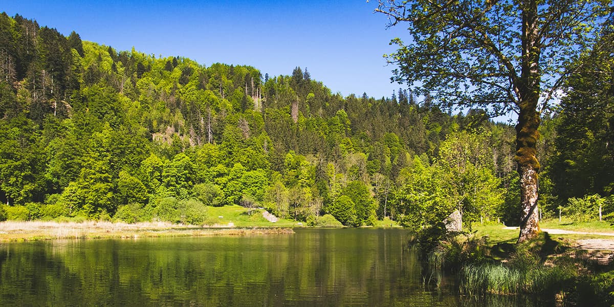 PAX, blog, Your Essential Guide to the Black Forest Germany, hero