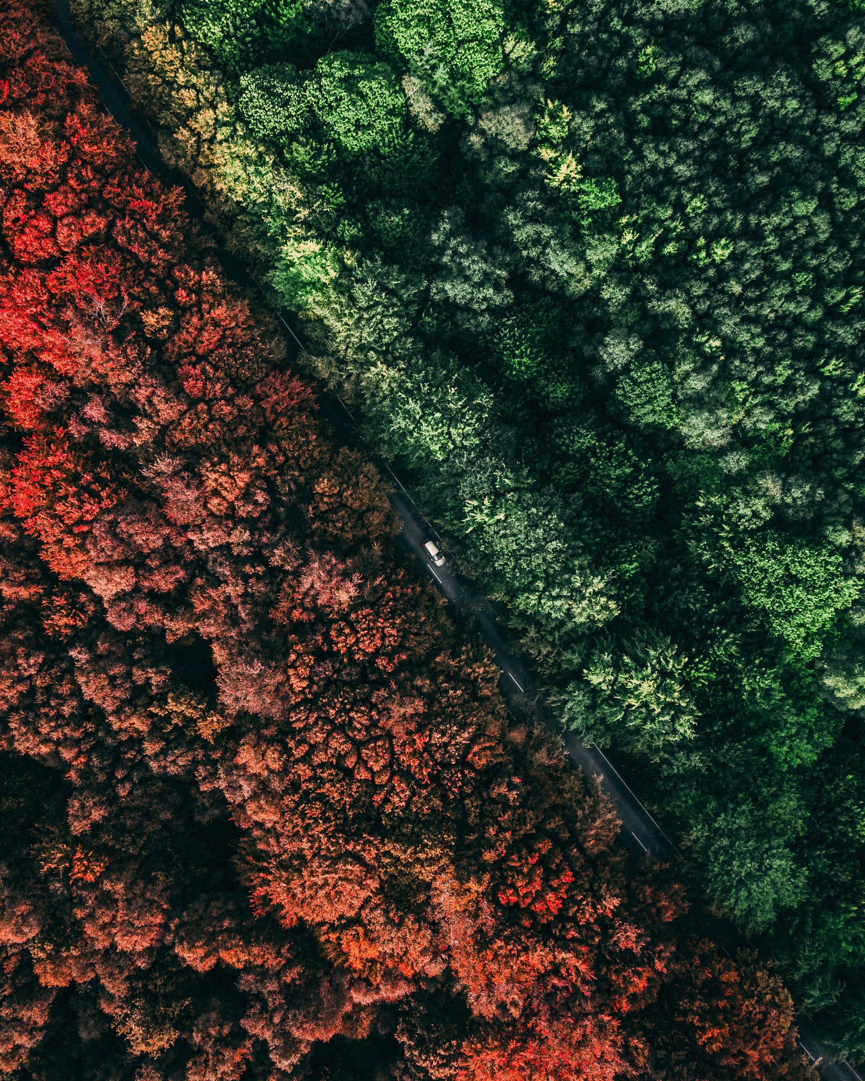 DFDS truck drives through red and green foliage, christopher-rusev